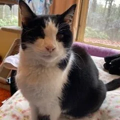 A senior large-sized male Black Domestic Short Hair cat named Fred for adoption in Wakefield, MA