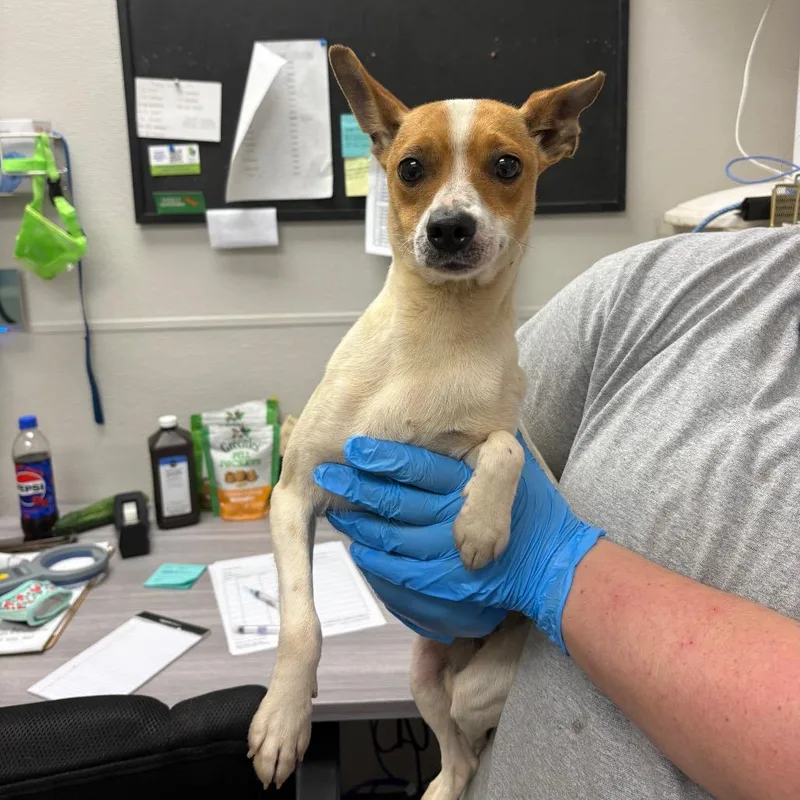 An adult small-sized female White / Cream Mixed Breed dog named Missy for adoption in Columbiana, AL