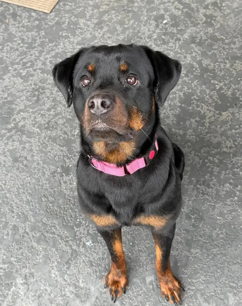 A young large-sized female Rottweiler dog named Memphis for adoption in Polk, OH