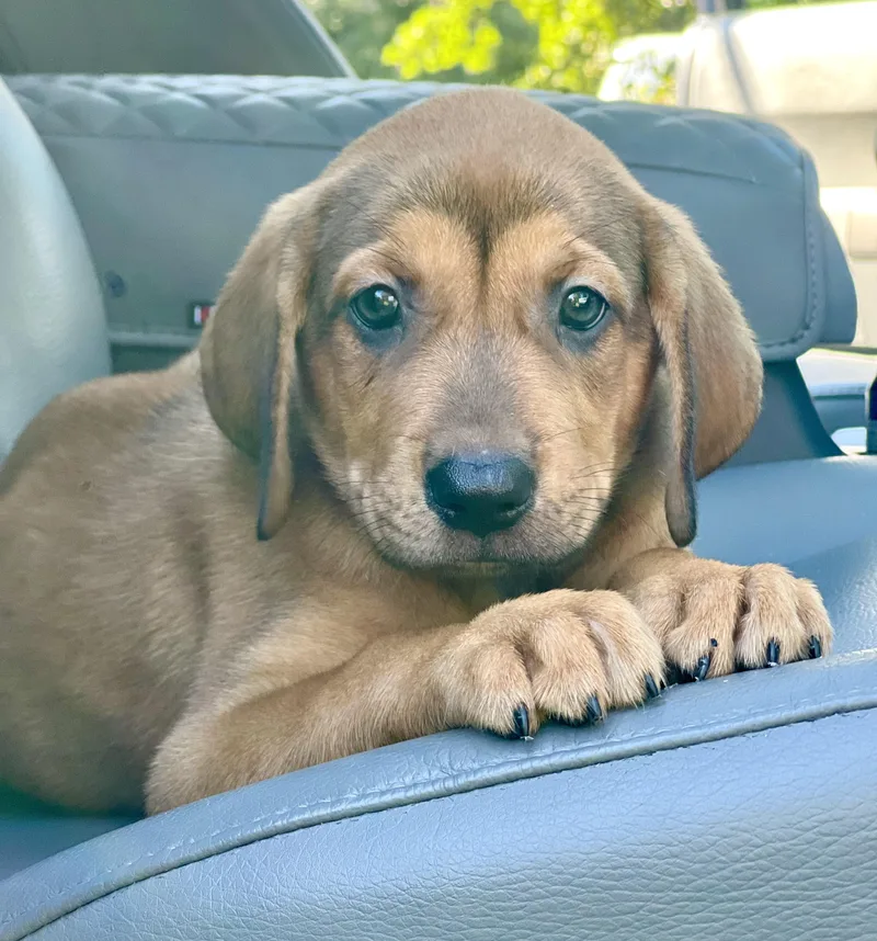 A baby medium-sized male Brown / Chocolate Mixed Breed dog named Guinness for adoption in Mt Pleasant, SC