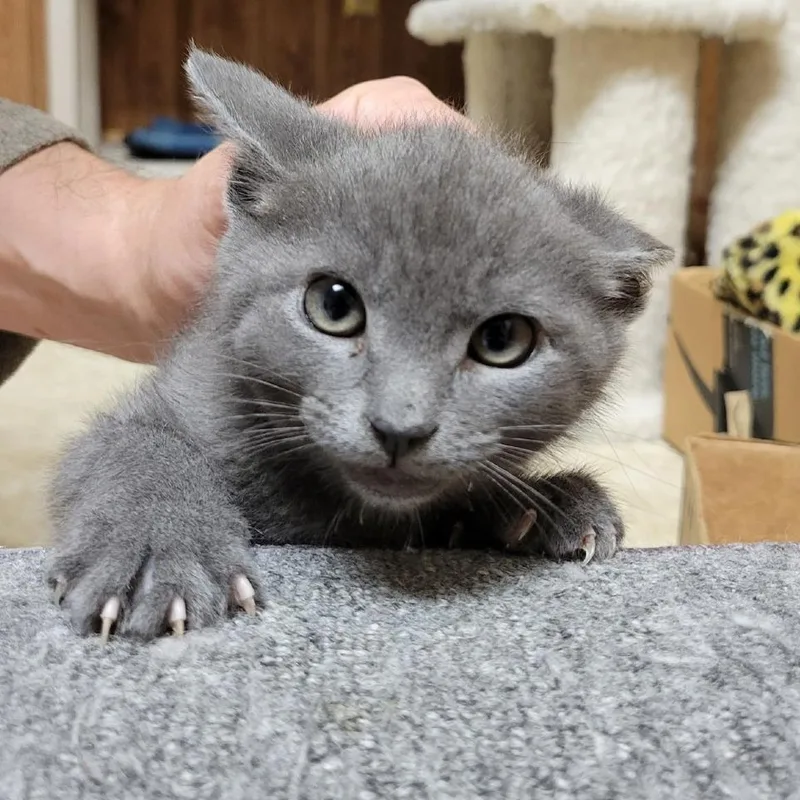 A baby small-sized female Gray / Blue / Silver Domestic Short Hair cat named Cobra Bubbles for adoption in Abingdon, MD