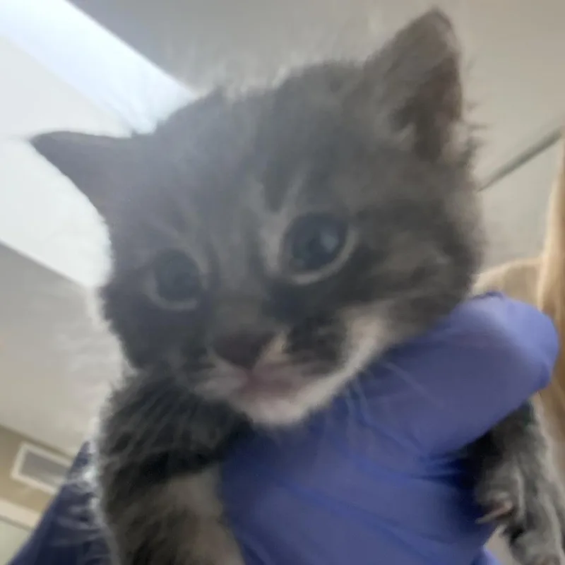 A baby small-sized female Gray / Blue / Silver Domestic Medium Hair cat named Poppy for adoption in Ojai, CA