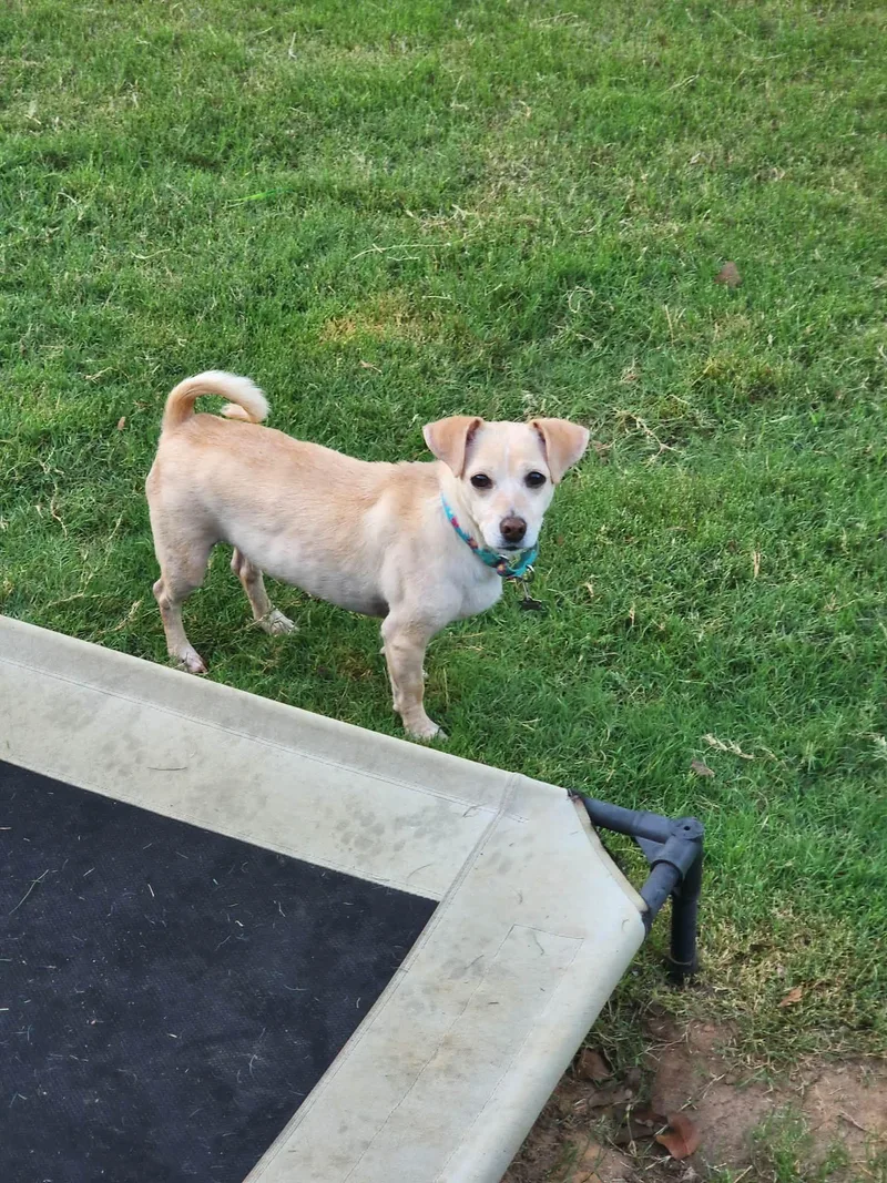 An adult small-sized female White / Cream Chihuahua dog named Valkyrie for adoption in Houston, TX
