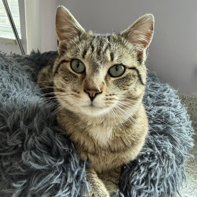A young medium-sized male Tabby (Brown / Chocolate) Domestic Short Hair cat named Gulliver for adoption in Cooperstown, NY