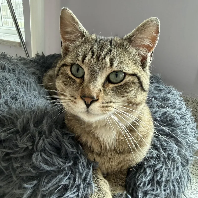 Gulliver thumbnail 2