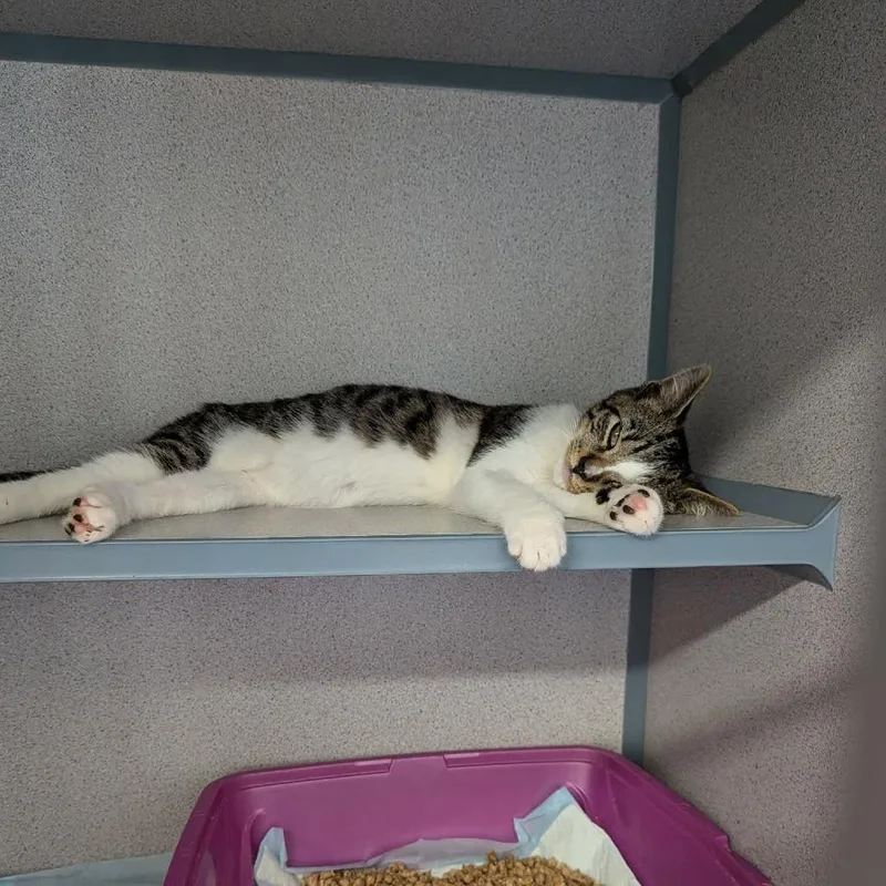 A baby small-sized male White Domestic Short Hair cat named George Washington Blue for adoption in Greenville, PA
