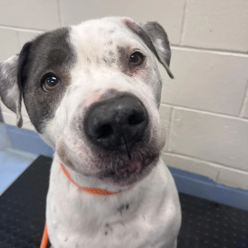 A senior large-sized female White / Cream Pit Bull Terrier dog named Nova for adoption in Brockton, MA