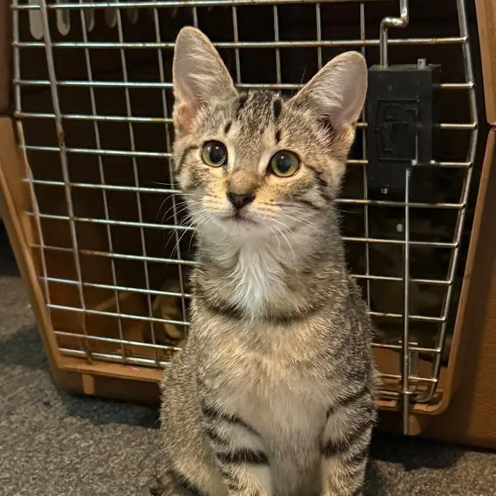 A young small-sized female Tabby (Brown / Chocolate) Domestic Short Hair cat named Bella for adoption in Gresham, WI