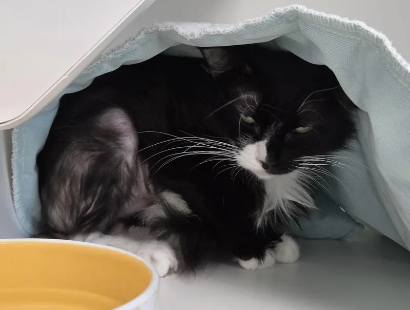 An adult medium-sized female Black & White / Tuxedo Domestic Short Hair cat named Polka Dot for adoption in Satellite Beach, FL
