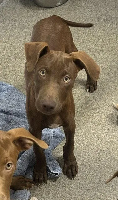A young medium-sized male Labrador Retriever dog named Chase months for adoption in Sterling, MA