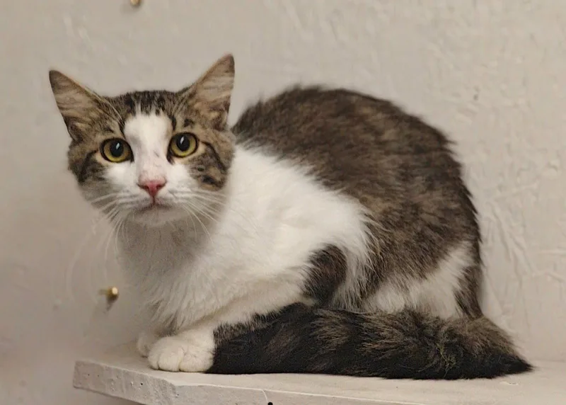 An adult medium-sized male Gray & White Domestic Medium Hair cat named Axel for adoption in Talladega, AL