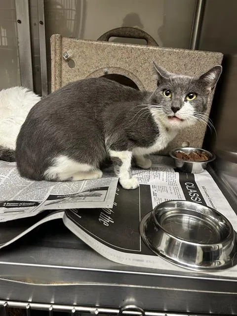 A young small-sized male Domestic Short Hair cat named Twix for adoption in San Antonio, TX