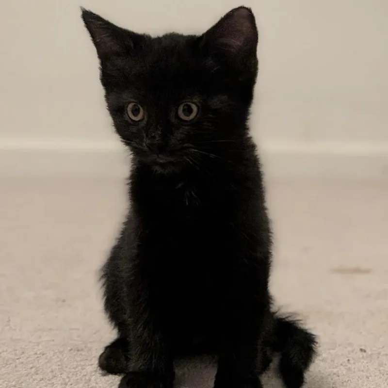 A baby small-sized male Domestic Short Hair cat named Luigi for adoption in Knoxville, TN