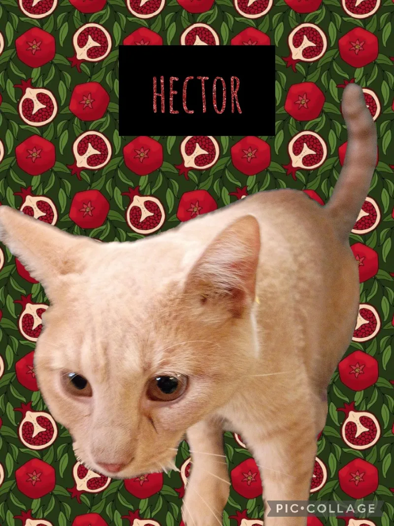 Hector