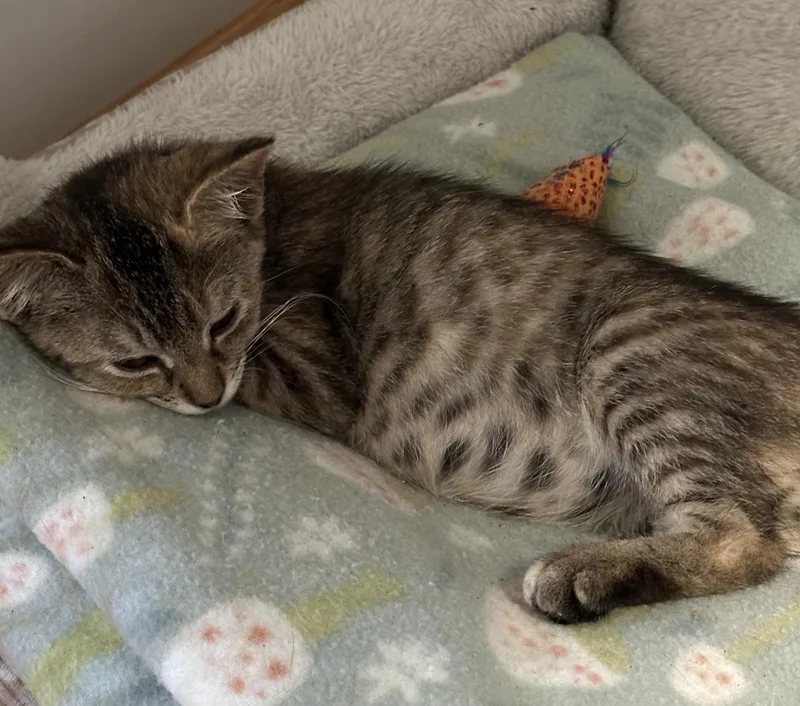 A baby medium-sized female Domestic Short Hair cat named Lucy for adoption in GREENVILLE, NC