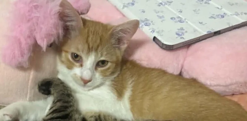 A baby small-sized male Orange & White Domestic Short Hair cat named Chicken Nugget for adoption in Bossier City, LA