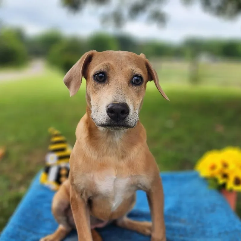 A young small-sized female Yellow / Tan / Blond / Fawn Mixed Breed dog named Kaley for adoption in Englewood, FL