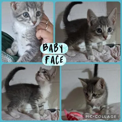 A baby small-sized male Domestic Short Hair cat named Baby Face for adoption in Wilkesboro, NC