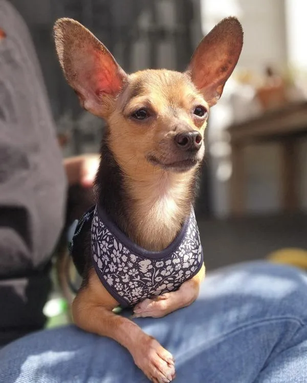A young small-sized male Chihuahua dog named Pedro for adoption in Novato, CA