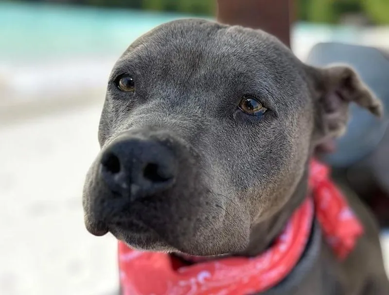 An adult medium-sized female Gray / Blue / Silver Pit Bull Terrier dog named Meera for adoption in Ventura, CA