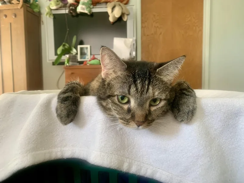 An adult medium-sized female Tabby (Brown / Chocolate) Domestic Short Hair cat named Nala for adoption in San Jose, CA