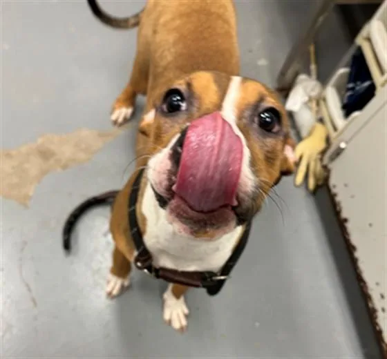 A young small-sized female Pit Bull Terrier dog named Tang for adoption in Peoria, IL