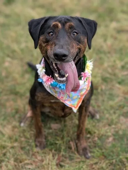 An adult large-sized female Labrador Retriever dog named Sadie for adoption in Gulfport, MS