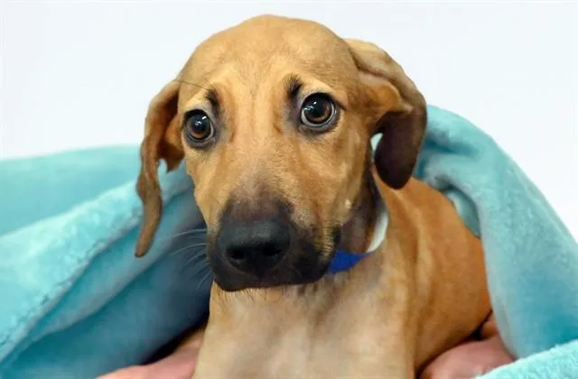 A baby medium-sized male Canaan Dog dog named Latte for adoption in Fort Lauderdale, FL