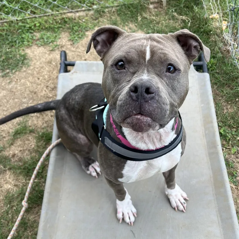 An adult medium-sized female Gray / Blue / Silver Mixed Breed dog named Nora for adoption in Chattanooga, TN
