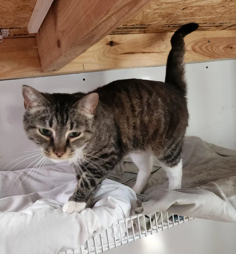 A young medium-sized female Domestic Short Hair cat named Hazel Ray for adoption in Crossville, TN