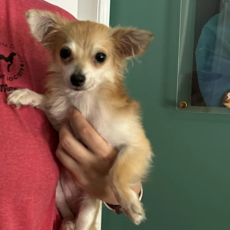 An adult small-sized female Yellow / Tan / Blond / Fawn Chihuahua dog named Marjorie for adoption in Starkville, MS