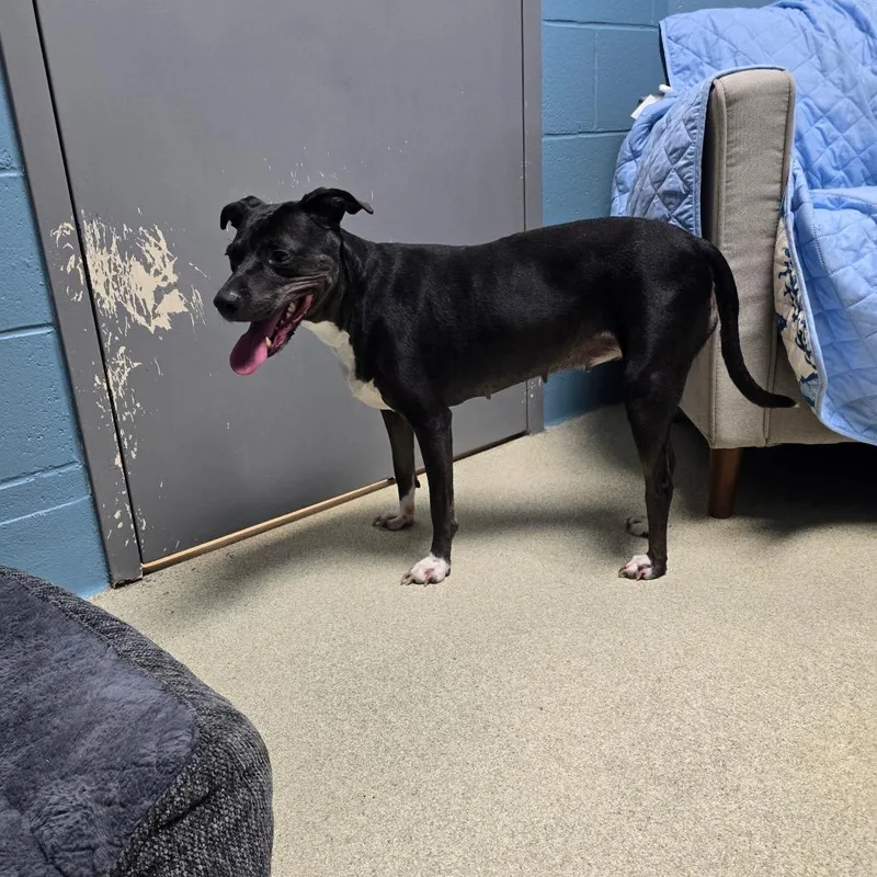 An adult medium-sized female Black Mixed Breed dog named Fancy for adoption in Windsor, VA