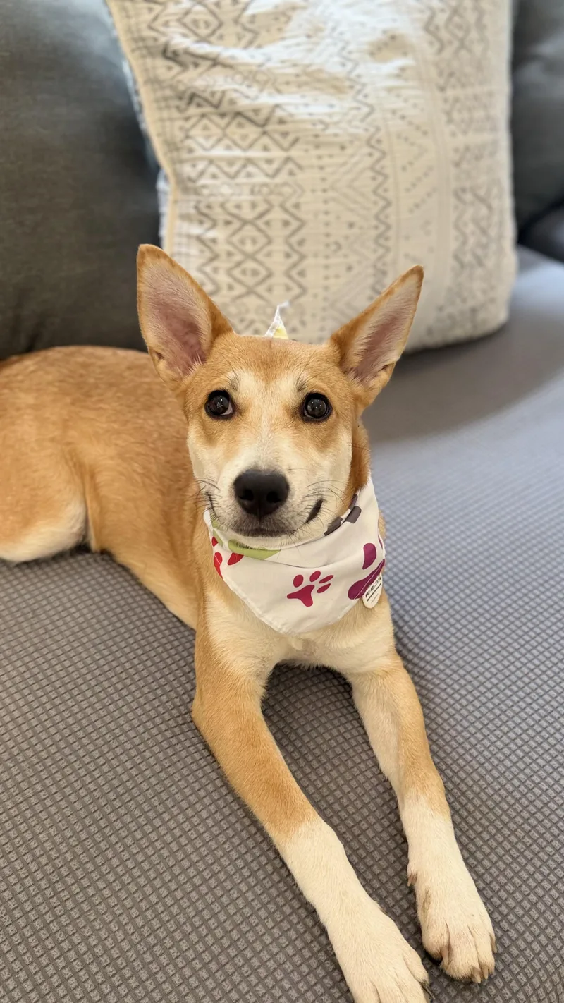 A young medium-sized female Carolina Dog dog named Holly great puppy for adoption in Lake Forest, IL