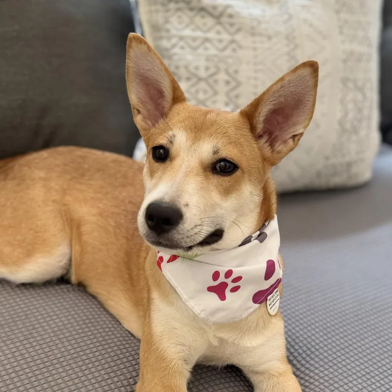Holly great puppy thumbnail 3