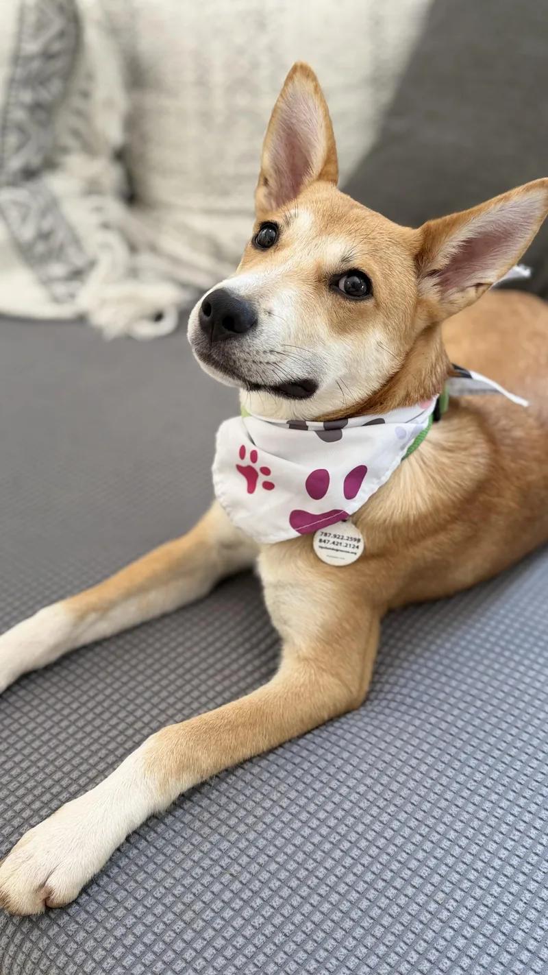 Holly great puppy thumbnail 4