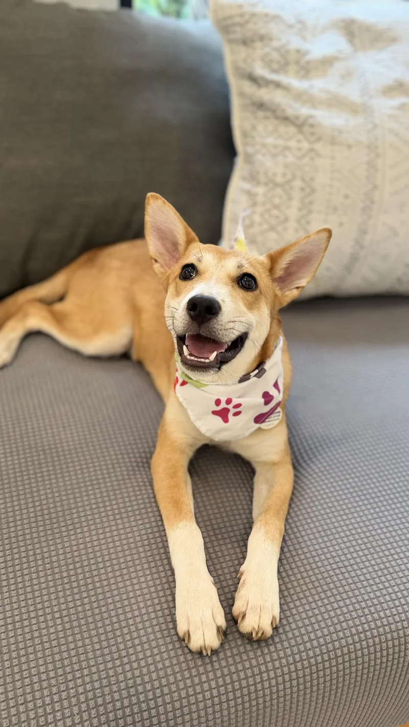 Holly great puppy thumbnail 6