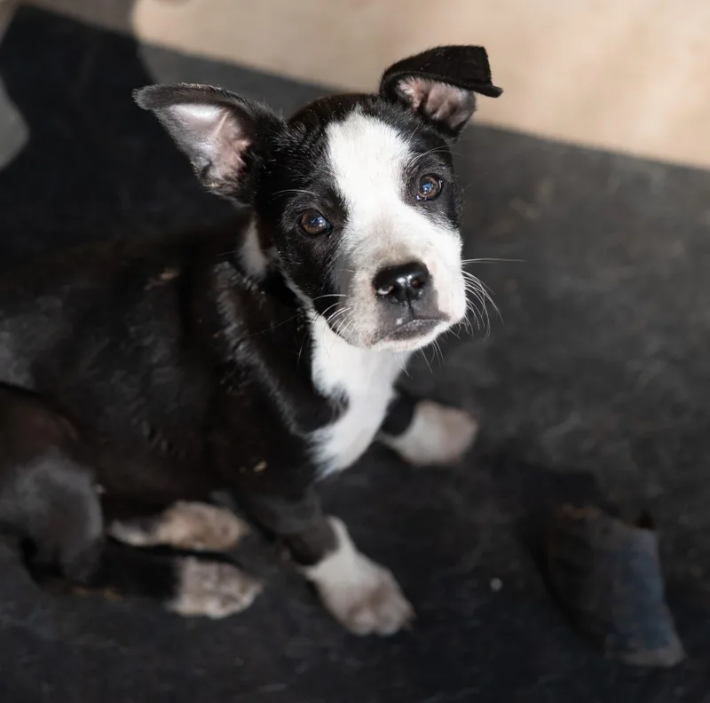 A baby medium-sized female Mixed Breed dog named Bacon for adoption in Tyler, TX