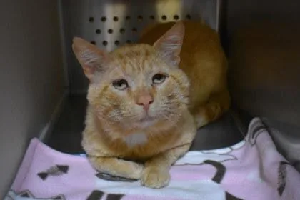 An adult large-sized male Domestic Short Hair cat named Scratchy for adoption in Kansas City, MO