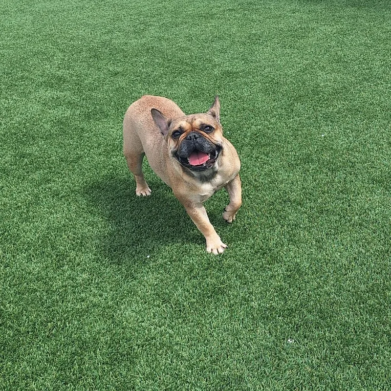 An adult small-sized female White / Cream French Bulldog dog named Taylor for adoption in LOXAHATCHEE, FL