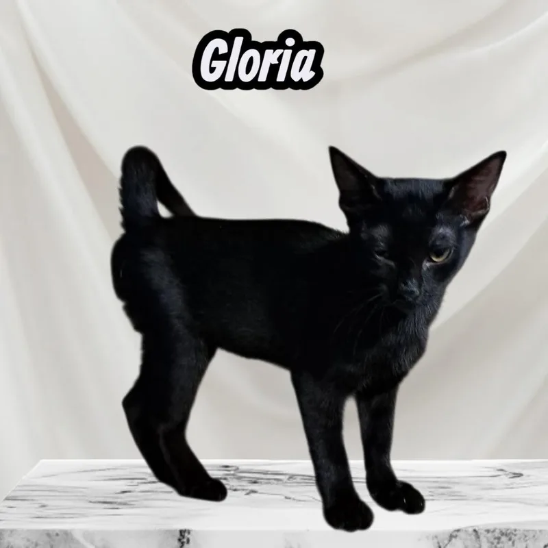 Gloria