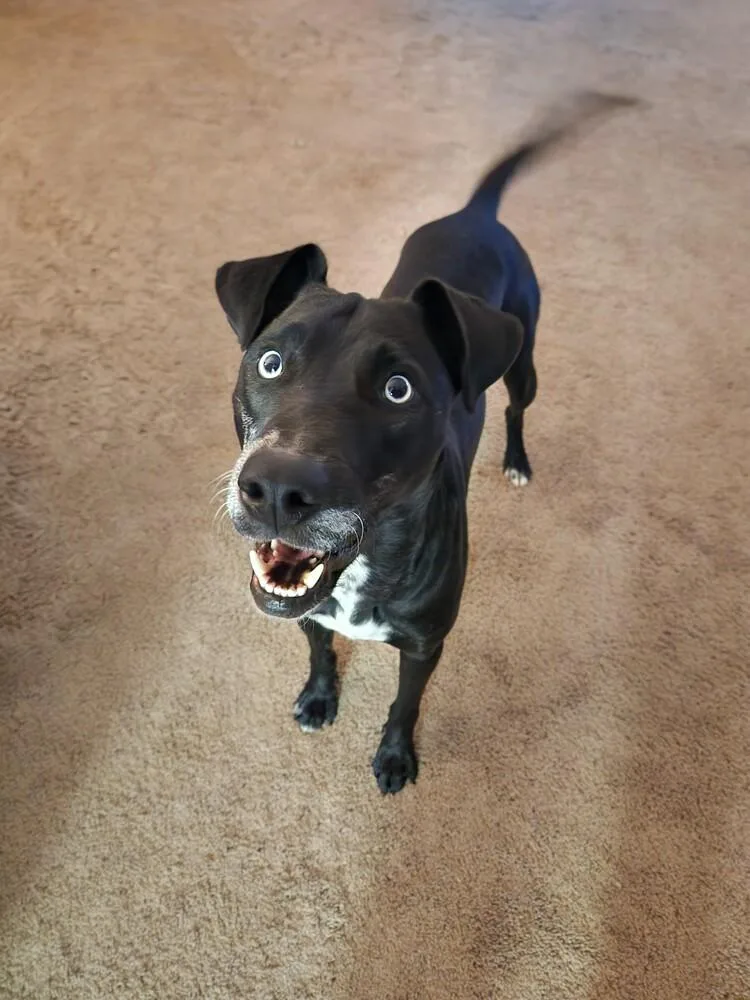 A young medium-sized male Gray / Blue / Silver Catahoula Leopard Dog dog named Kevin Bacon for adoption in Youngsville, NC