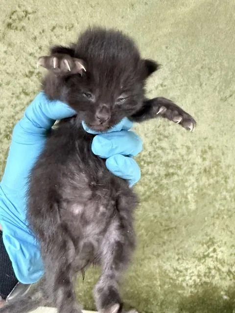 A baby small-sized female Domestic Short Hair cat named Blueberry for adoption in Riverside, CA