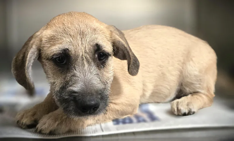 A baby small-sized female Terrier dog named Poptart for adoption in Los Angeles, CA