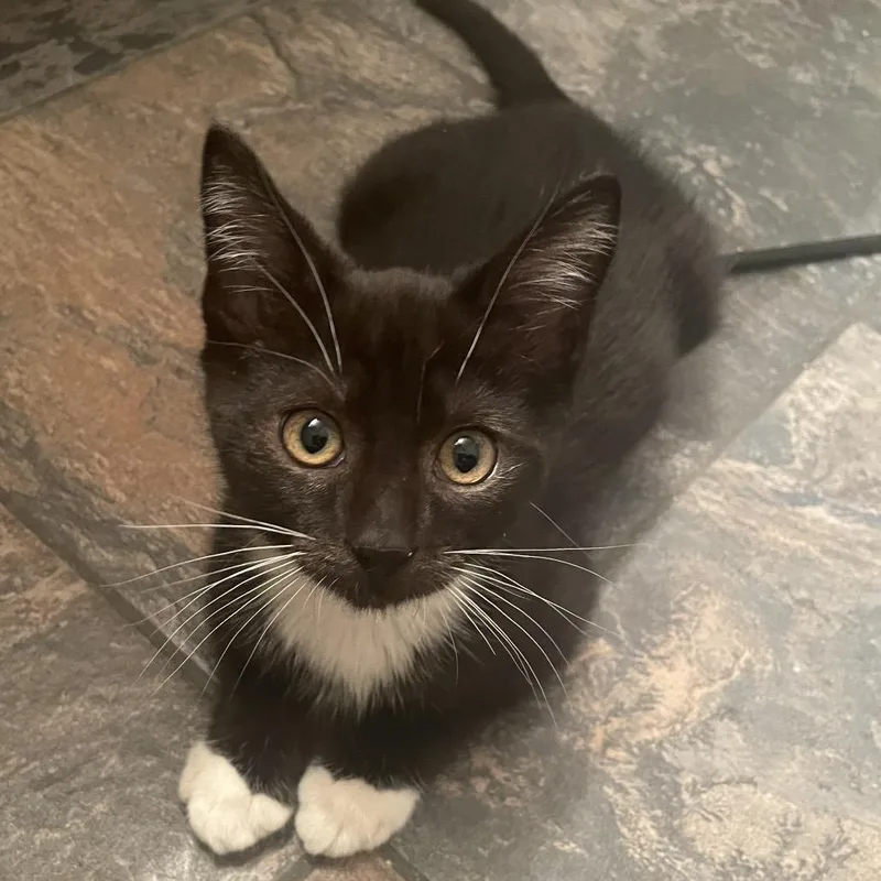 A baby small-sized male Black Domestic Short Hair cat named Jake for adoption in Orlando, FL