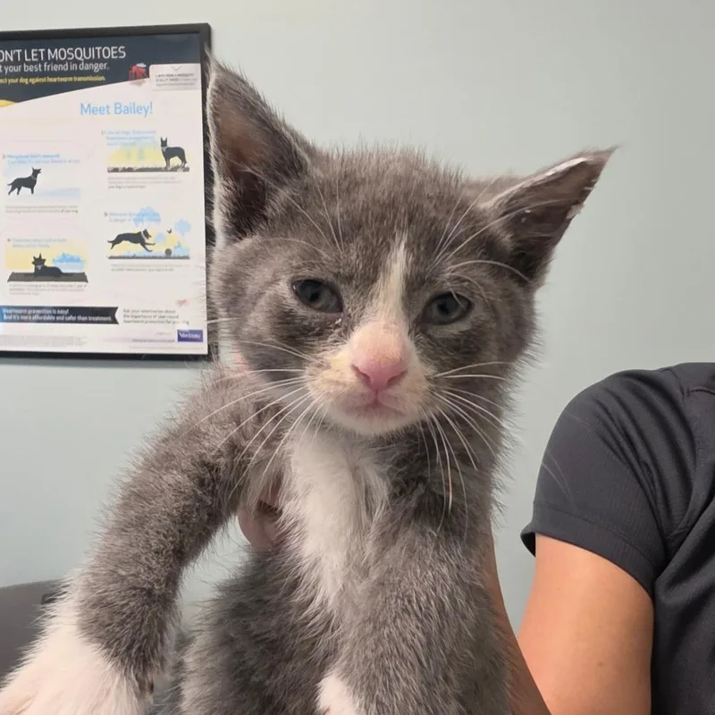 A baby small-sized male Gray / Blue / Silver Domestic Short Hair cat named Dos for adoption in Leander, TX