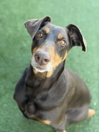 An adult large-sized female Brown / Chocolate Doberman Pinscher dog named Lumpia for adoption in Sacramento, CA