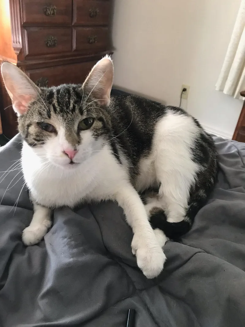An adult medium-sized female Tabby (Brown / Chocolate) Domestic Short Hair cat named Zeni for adoption in Marion, IN
