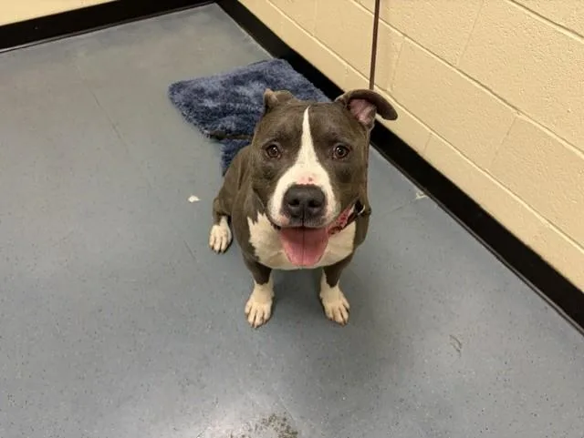 An adult medium-sized male Pit Bull Terrier dog named Wishbone for adoption in Denver, CO