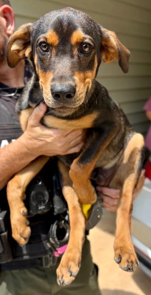A baby medium-sized male Mixed Breed dog named Duke of Alabama for adoption in Rome, GA