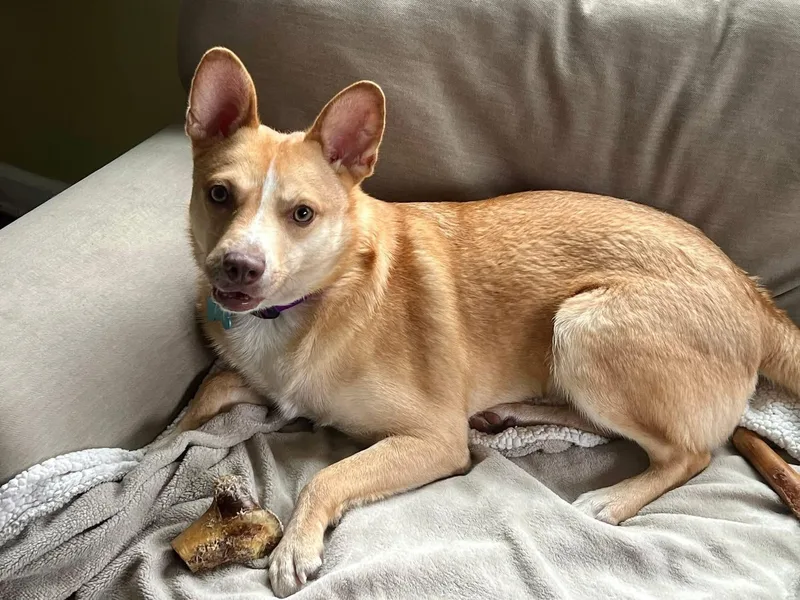 An adult medium-sized male Shiba Inu dog named Spin Diesel for adoption in Portland, ME